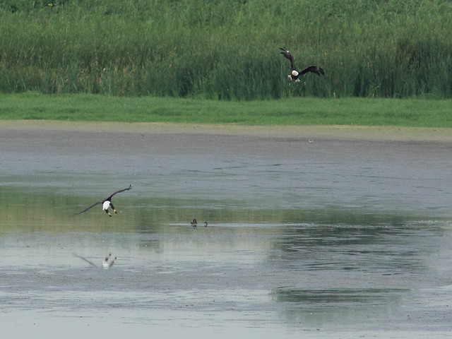 Eagles attack duck second time 20120712