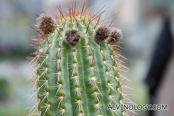 Furry cactus pollen
