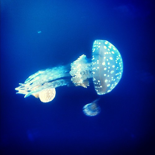 Jellyfish friend!
