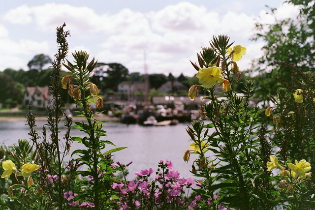 Yellow and pink flowers with river behind them