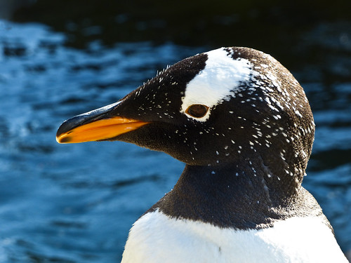 Gentoo Penguin - Near Threatened by annkelliott
