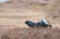 Mating ritual of black grouse