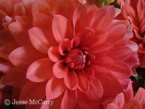 Pink Dahlia Close Up