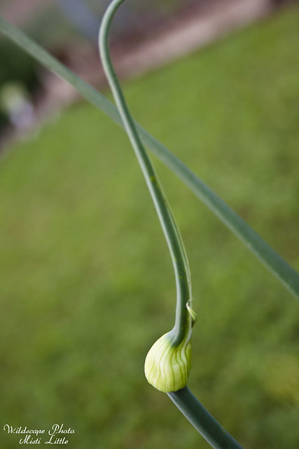 onionflower
