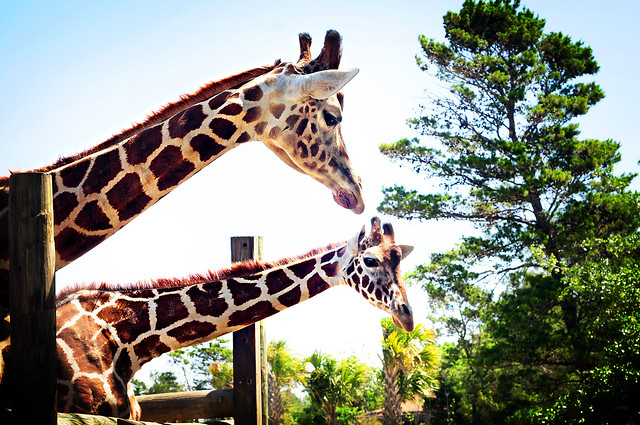 pretty giraffes