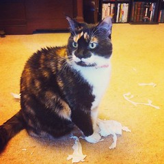 Willow likes her tissues.