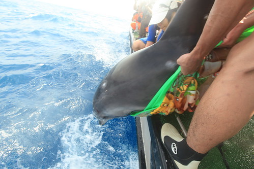 上午9：18於安平外海10海浬處 成功將瓶鼻海豚順子野放。（圖片來源：林務局）