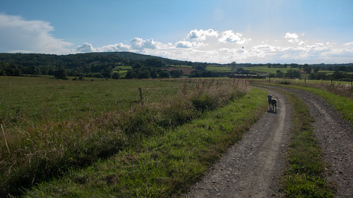Landscape with dog