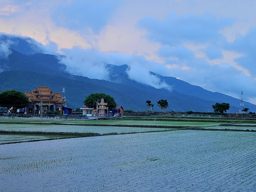 Rice Paddies Outside Chihshang (池上)