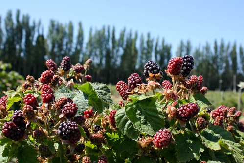 Blackberry Picking at Graysmarsh Farms