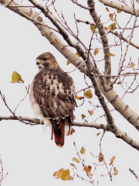 Red-tailed Hawk 4-20121104