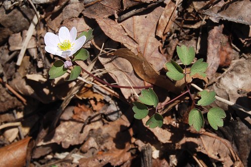 Picture of Rue Anemone, a spring wildflower seen while hiking in the Missouri Ozarks.