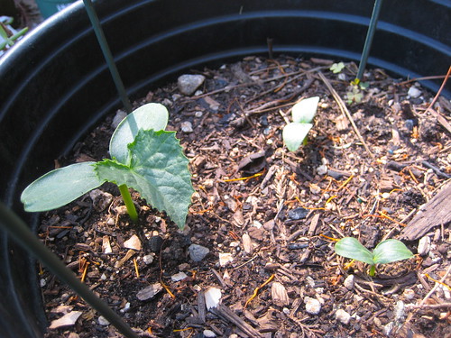 cucumbers in container