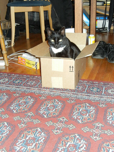 Cat in Box 8660