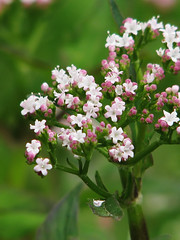 Valerianaceae　オミナエシ科