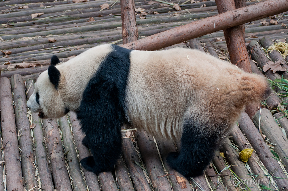 Panda_poo_Chengdu_Sichuan_China