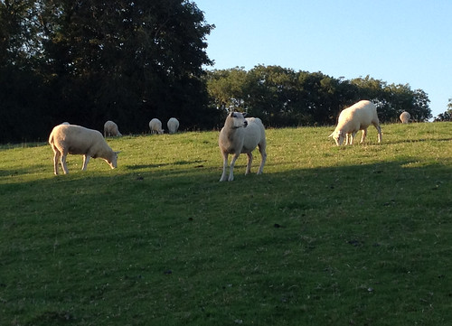 Sheep, Chillington