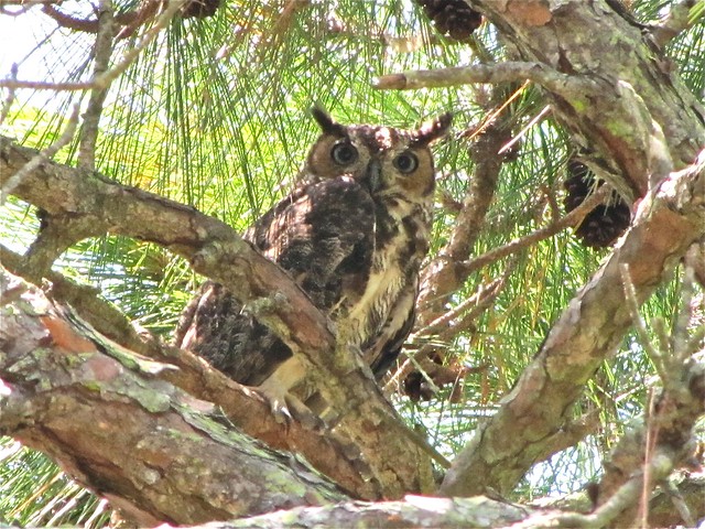 Great Horned Owl at Honeymoon Island State Park in Pinellas County, FL 10