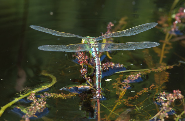 egg laying emperor dragonfly_