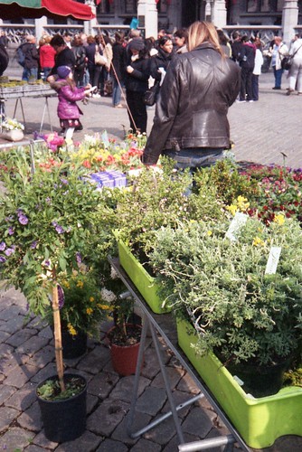 Flower Market by Spotmatix