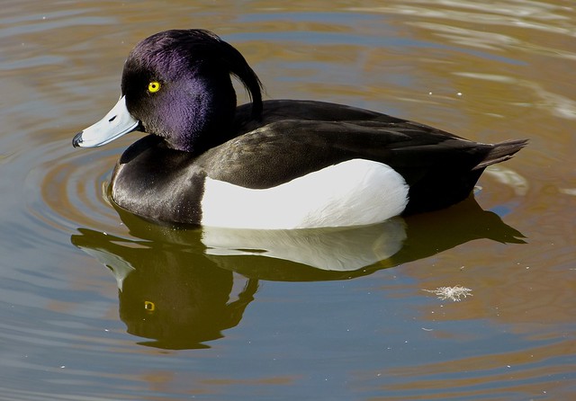 25759 - Tufted Duck, WWT Llanelli