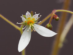 Saxifragaceae　ユキノシタ科