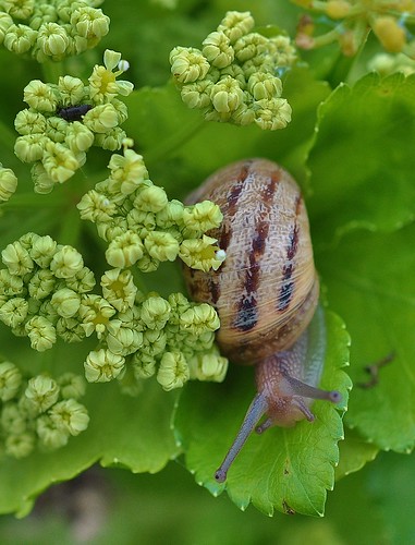 Pegwell Bay Common Garden Snail (Helix aspersa). by Kinzler Pegwell