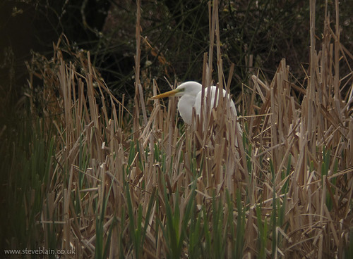Great White Egret at Radwell