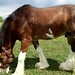 Clydesdales 18