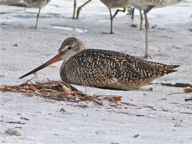 Marbled Godwit at Fort DeSoto in Pinellas County, FL 09