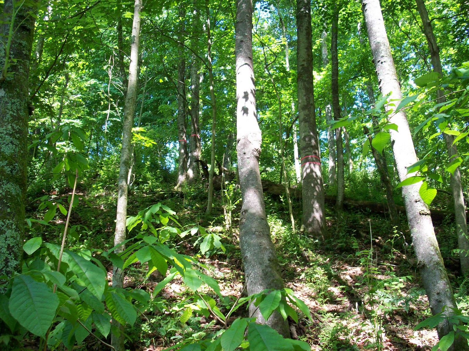 A pure stand of tree-of-heaven in a natural forest in West Virginia.
