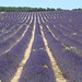 Lavender Plateau d'Albion