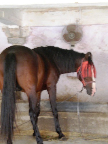 Marwari Pferd