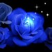 mawar biru 4