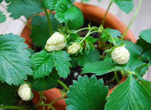 potted strawberries
