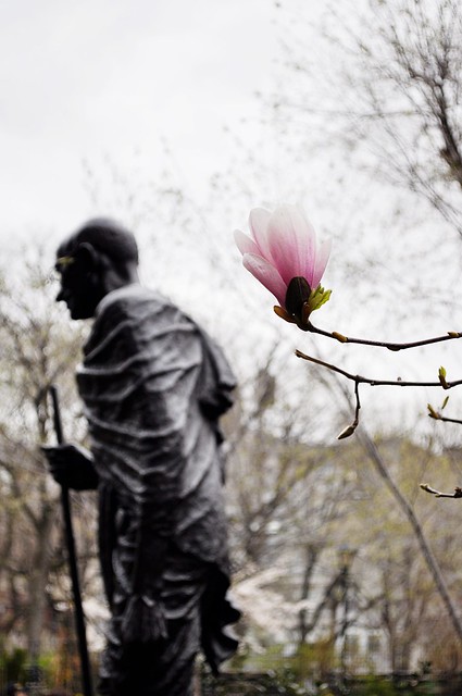 Blossom & Gandhi