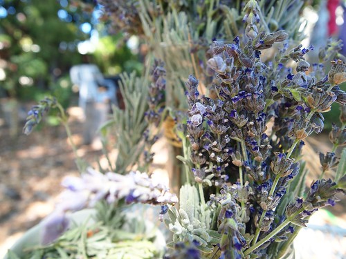 Lavender Closeup