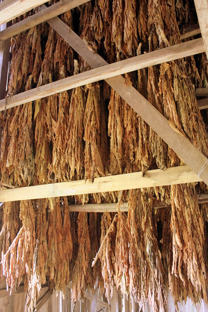 Inside a tobacco barn