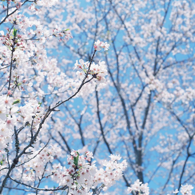 Cherry Blossoms (Sakura)