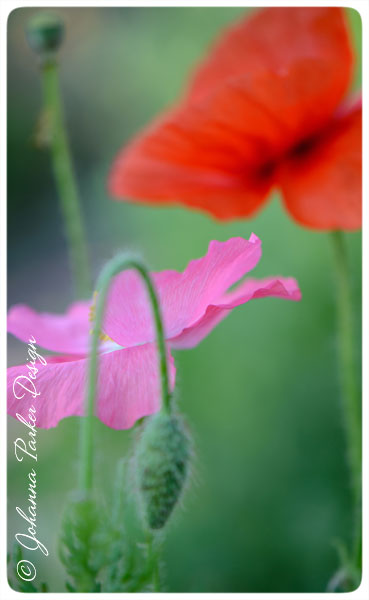 Pink-&-Red-Poppy