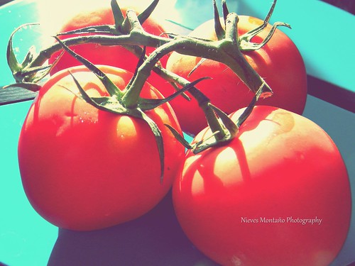 The tomato series
