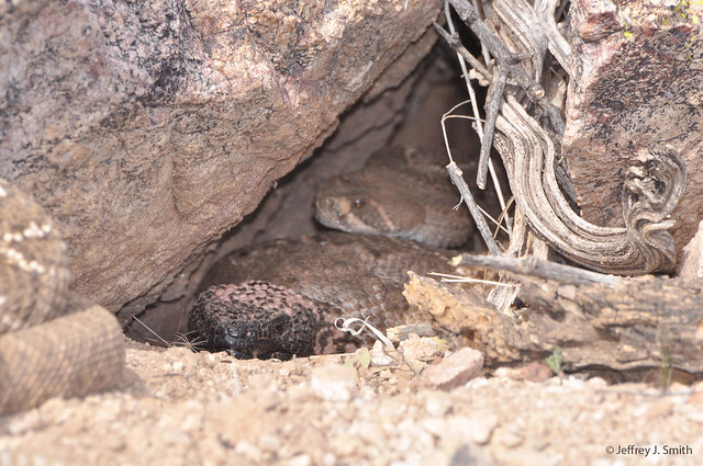 Gila Monster and Western Diamond-backed Rattlesnakes at their winter den.