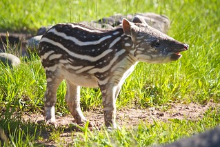 Baby tapir