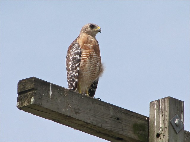 Red-shouldered Hawk at the Celery Fields in Sarasota County, FL 03