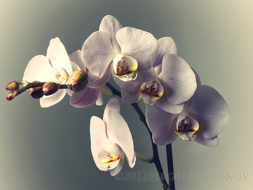 3 views of Orchid - 3