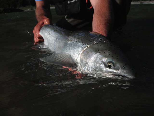 Chinook Salmon Fly Fishing on the Dean River Canada