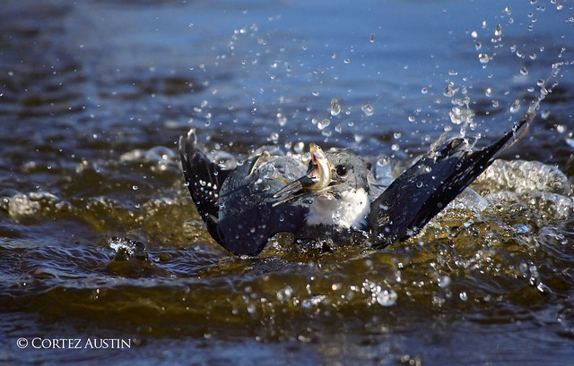 Belted Kingfisher Breaking the Surface with Catch