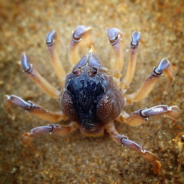 Crab doing "Jazz Hands".
