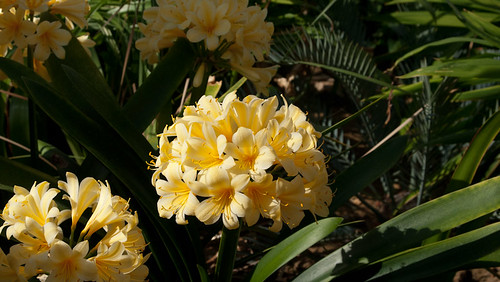 Kaffir lily (yellow form)