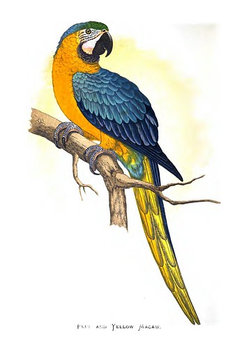 017-Parrots in captivity-1884- William Thomas Greene